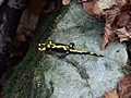 Salamandra plamista