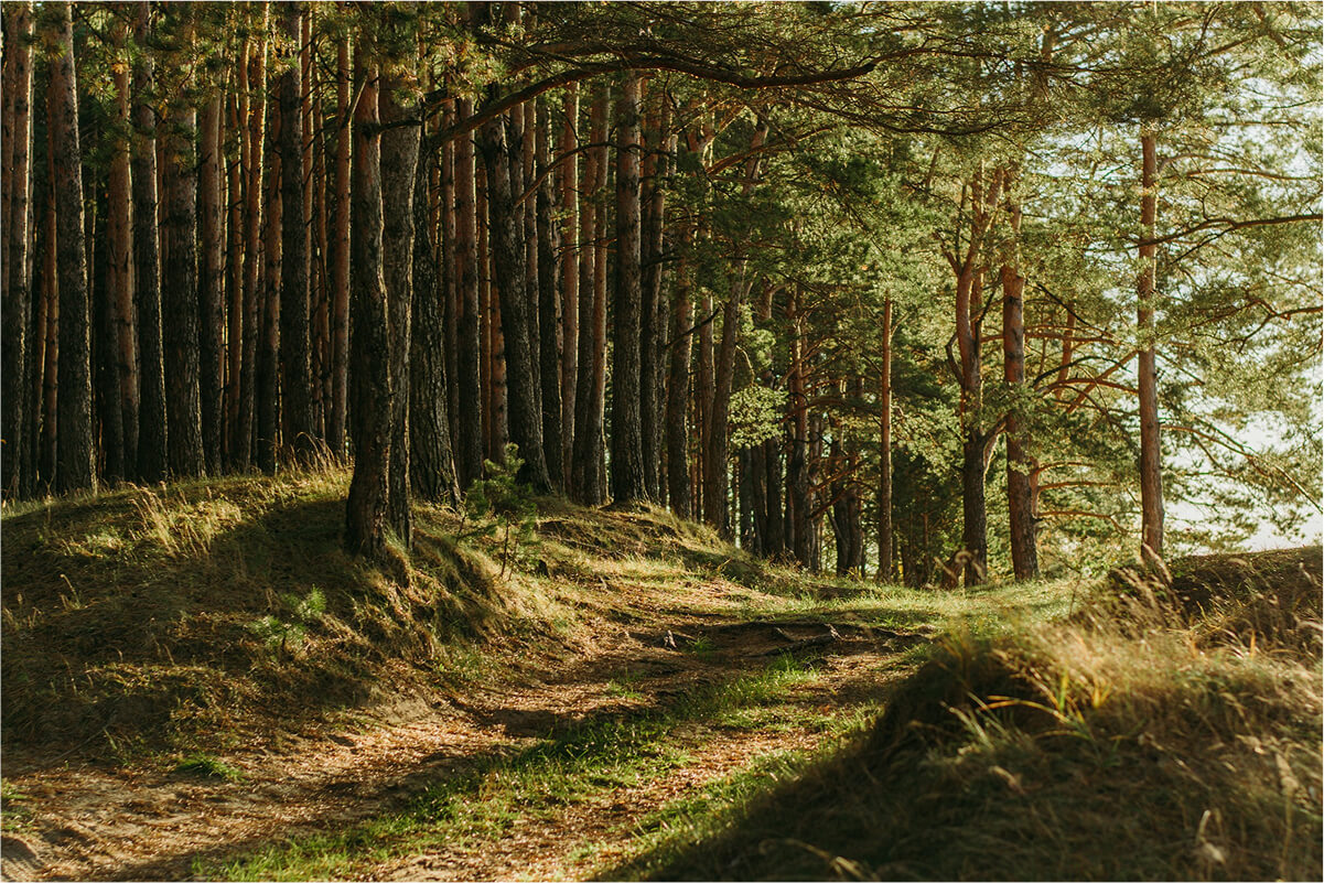 Nowa ścieżka przyrodniczo-historyczna „Olchowiec”